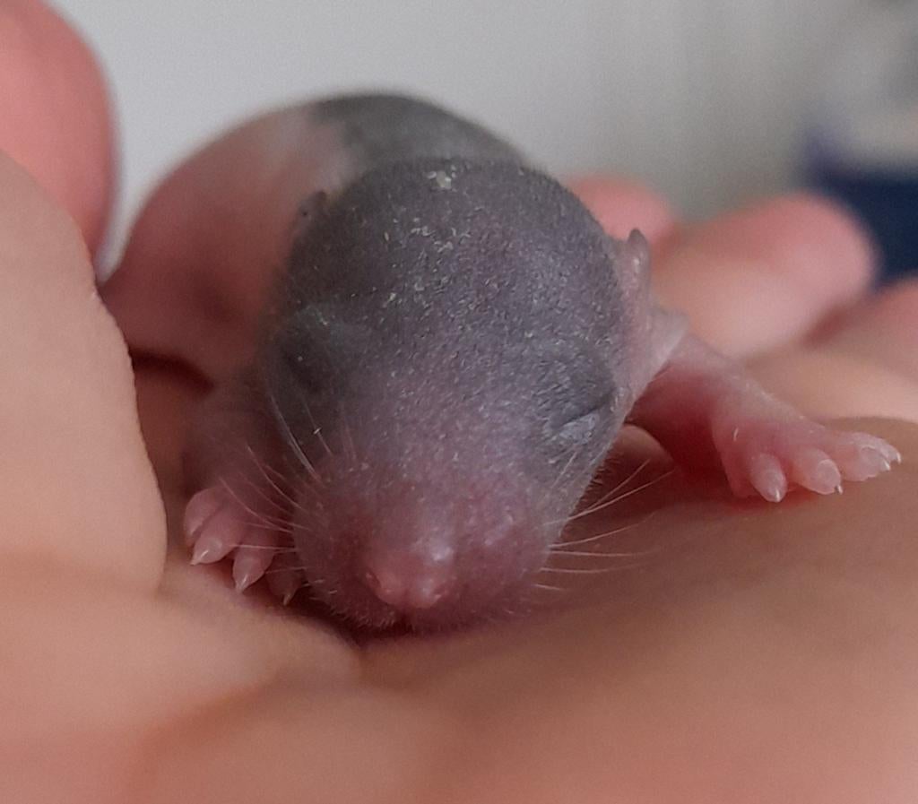 Rittens ratjes ratten, Dieren en Toebehoren, Knaagdieren, Rat, Mei, Meerdere dieren, Tam