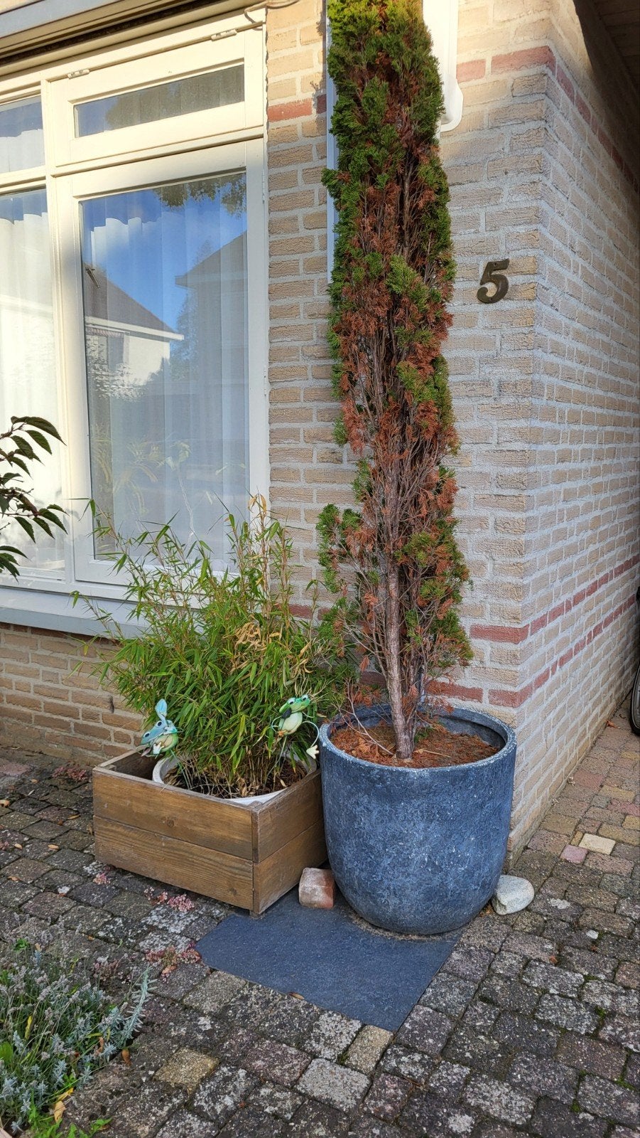 Diverse buitenplanten in potten, Tuin en Terras, Volle zon, Vaste plant, Zomer, Ophalen