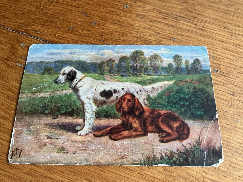 H32 hond Illustrator onleesbaar, Ophalen of Verzenden, Hond of Kat