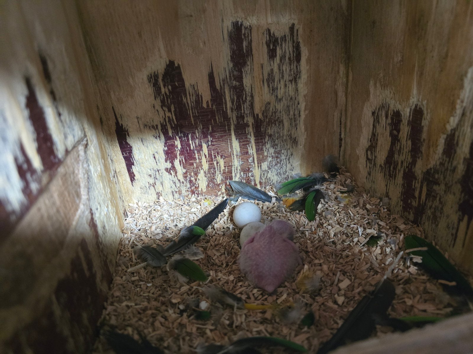 Roestkop en zwartkop caiques te reserveren, Dieren en Toebehoren, Vogels | Parkieten en Papegaaien, Meerdere dieren, Papegaai