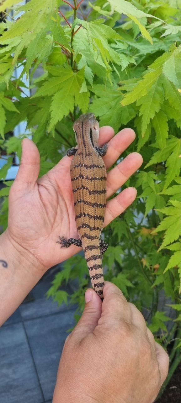 Jonge blauwtongskink Tiliqua gigas, Hagedis, 0 tot 2 jaar