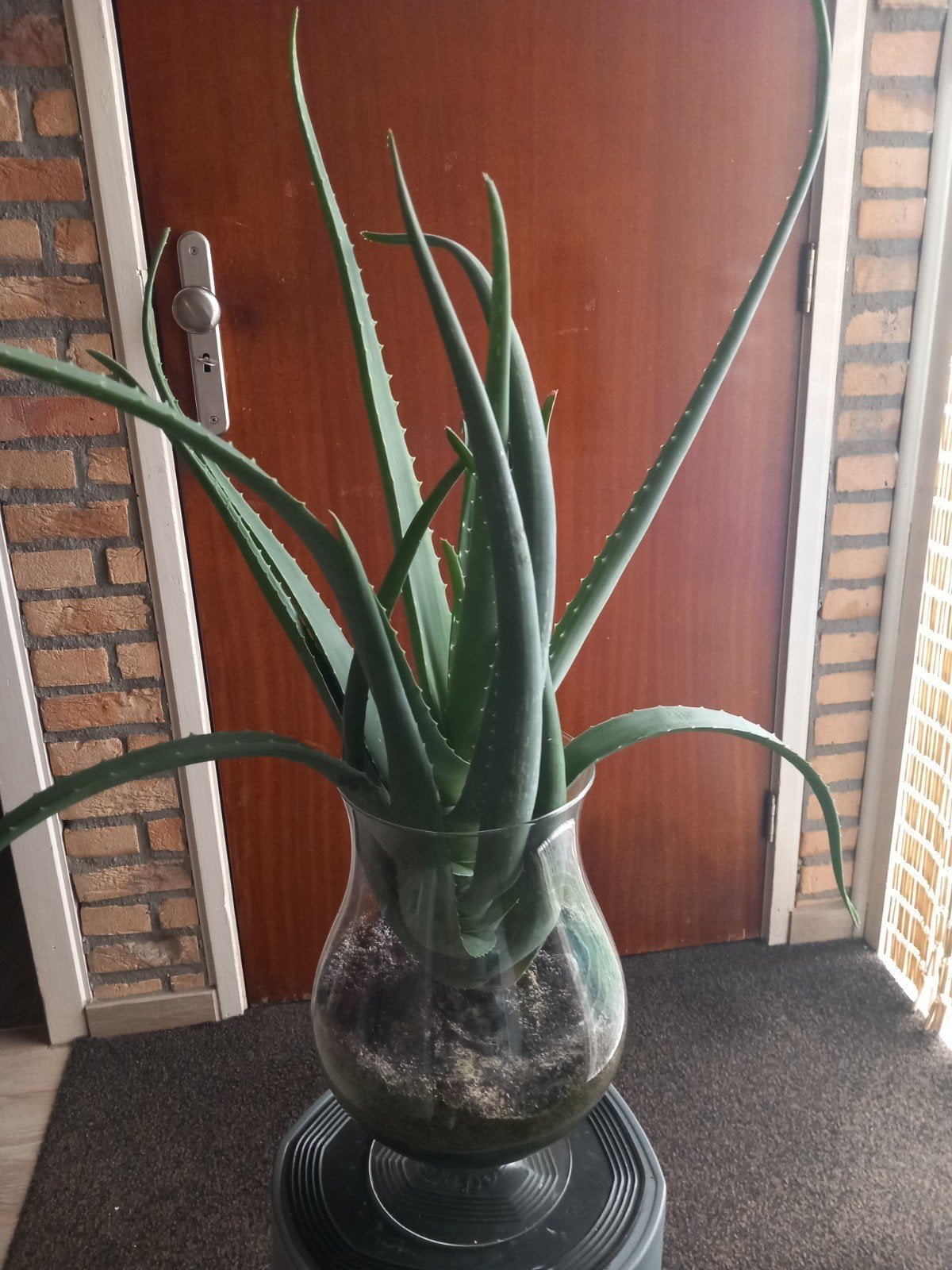 Mooie grote aloë vera plant In cognac glas, Ophalen, Vetplant, Halfschaduw, In pot