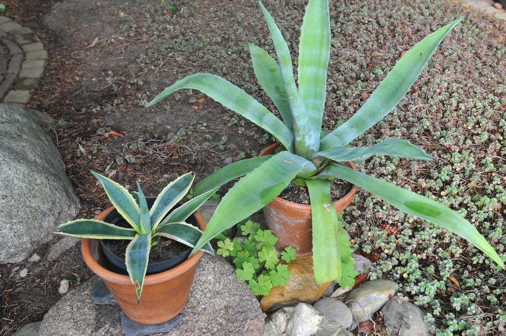 Agave, Tuin en Terras, Volle zon, Vaste plant, Bloeit niet, Ophalen