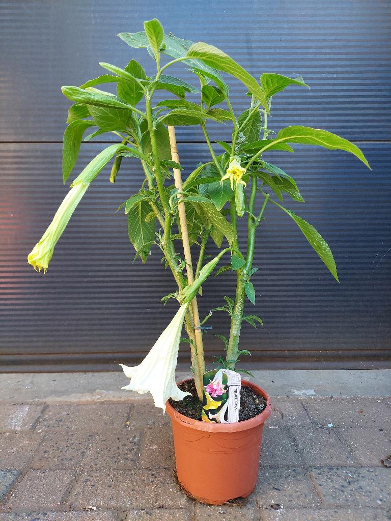 Brugmansia - Engelentrompet (wit) H: 78 cm., Volle zon, Vaste plant, Zomer, Ophalen
