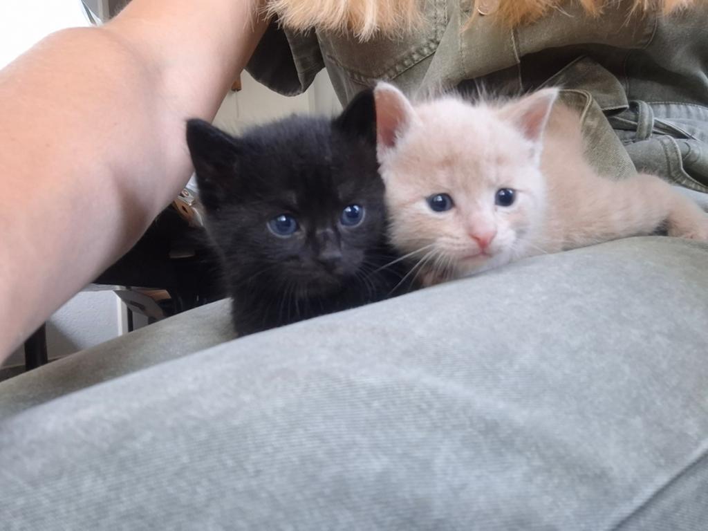 Prachtige, lieve, gezonde kittens gereserveerd, Dieren en Toebehoren, Meerdere dieren, Kortharig, 0 tot 2 jaar