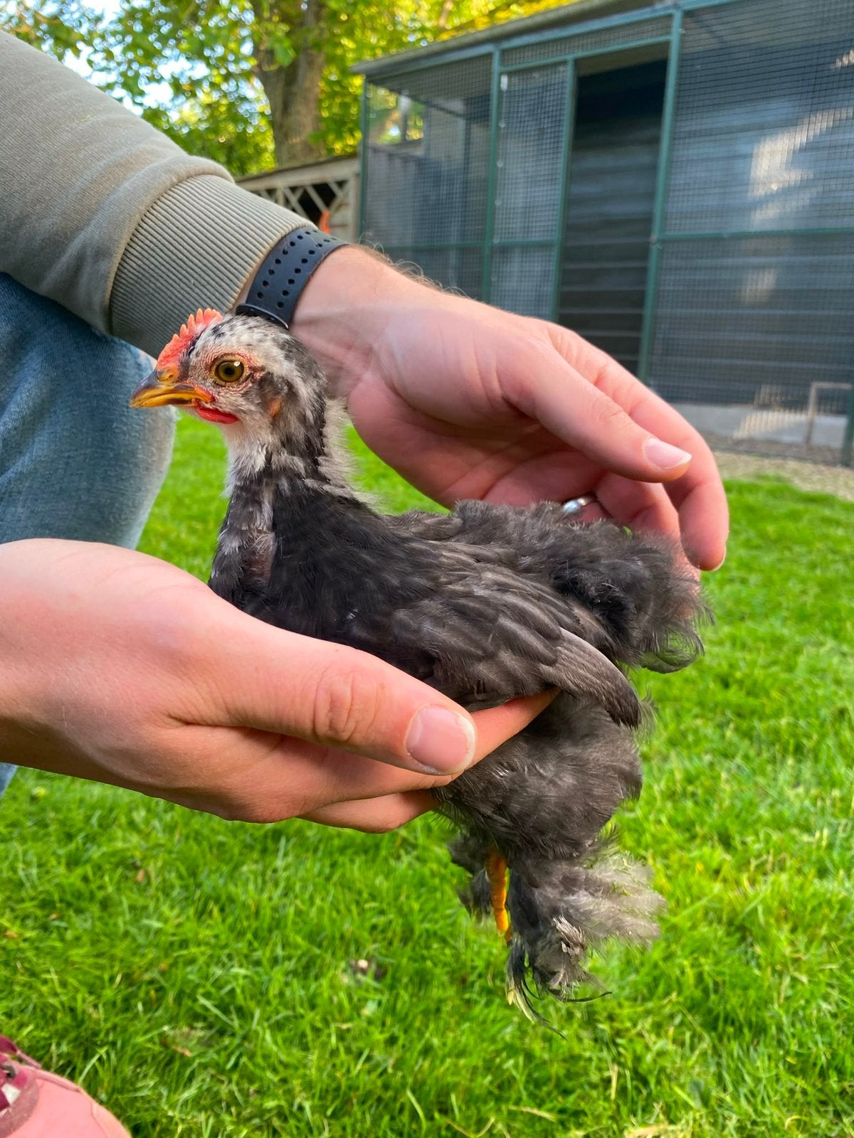 Kuiken haantje cochin kriel, Dieren en Toebehoren, Pluimvee, Mannelijk, Kip