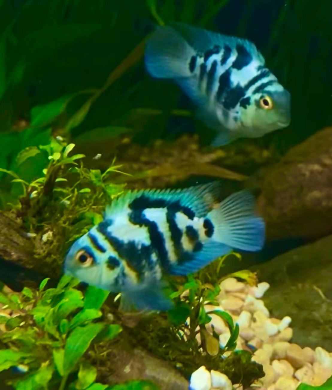 Blue parrot/regenboog cichlides/ nicraguensis/krobia xinguen, Vis