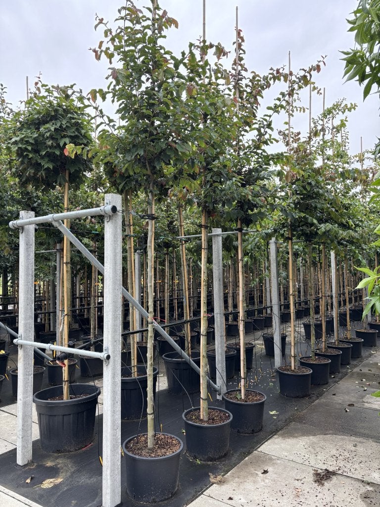 Parrotia persica ‘Vanessa’ – Perzisch ijzerhout, Tuin en Terras, Ophalen of Verzenden, In pot, Halfschaduw, Overige soorten