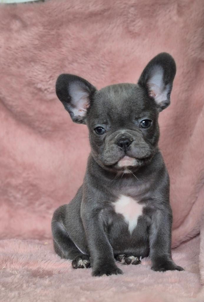 Franse bulldog puppys beschikbaar, Dieren en Toebehoren, Honden | Bulldogs, Pinschers en Molossers, 8 tot 15 weken, Parvo, Bulldog