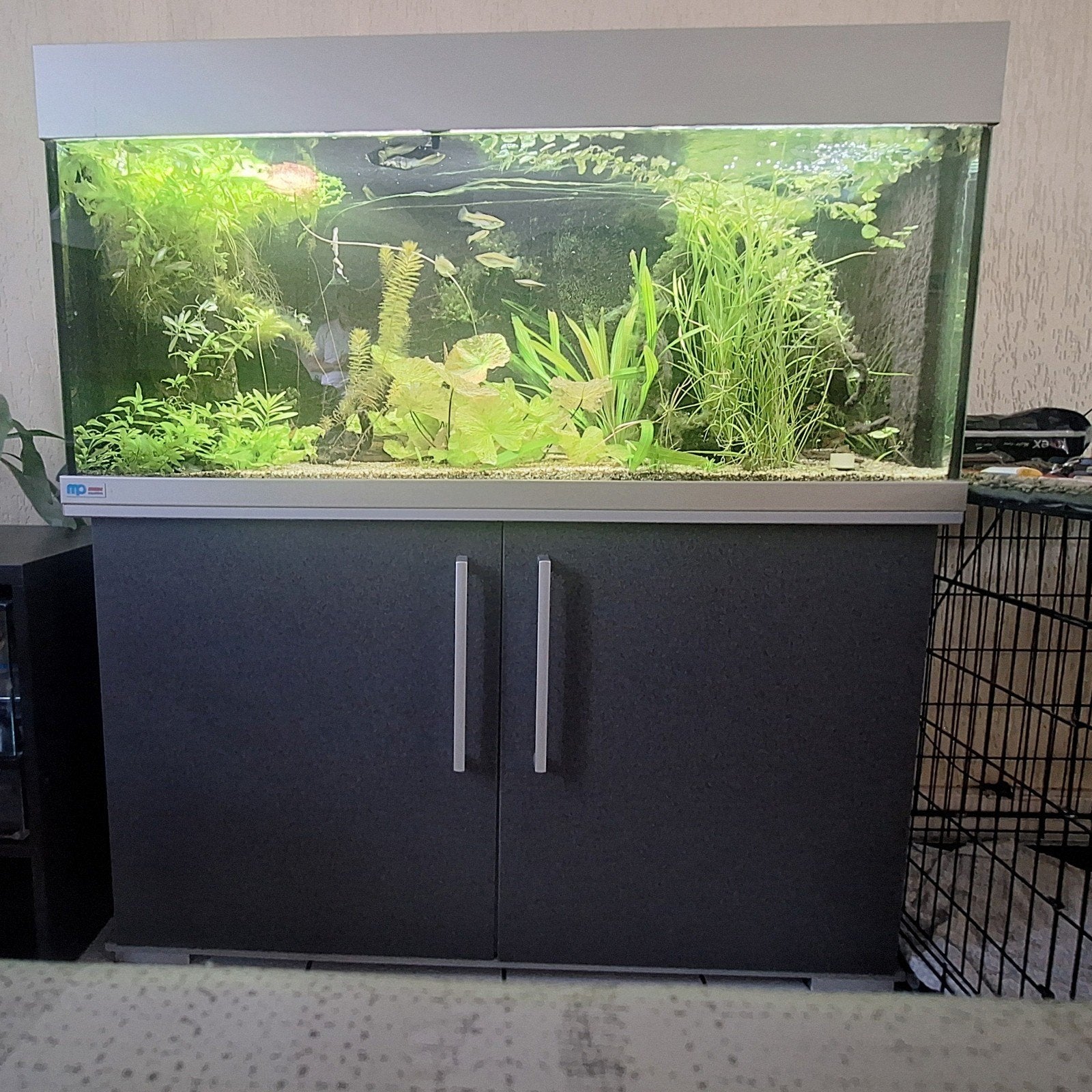 aquarium met alles er op en aan! vissen aquaria zoetwater, Ophalen of Verzenden, Inclusief vissen, Eheim, Gevuld zoetwateraquarium