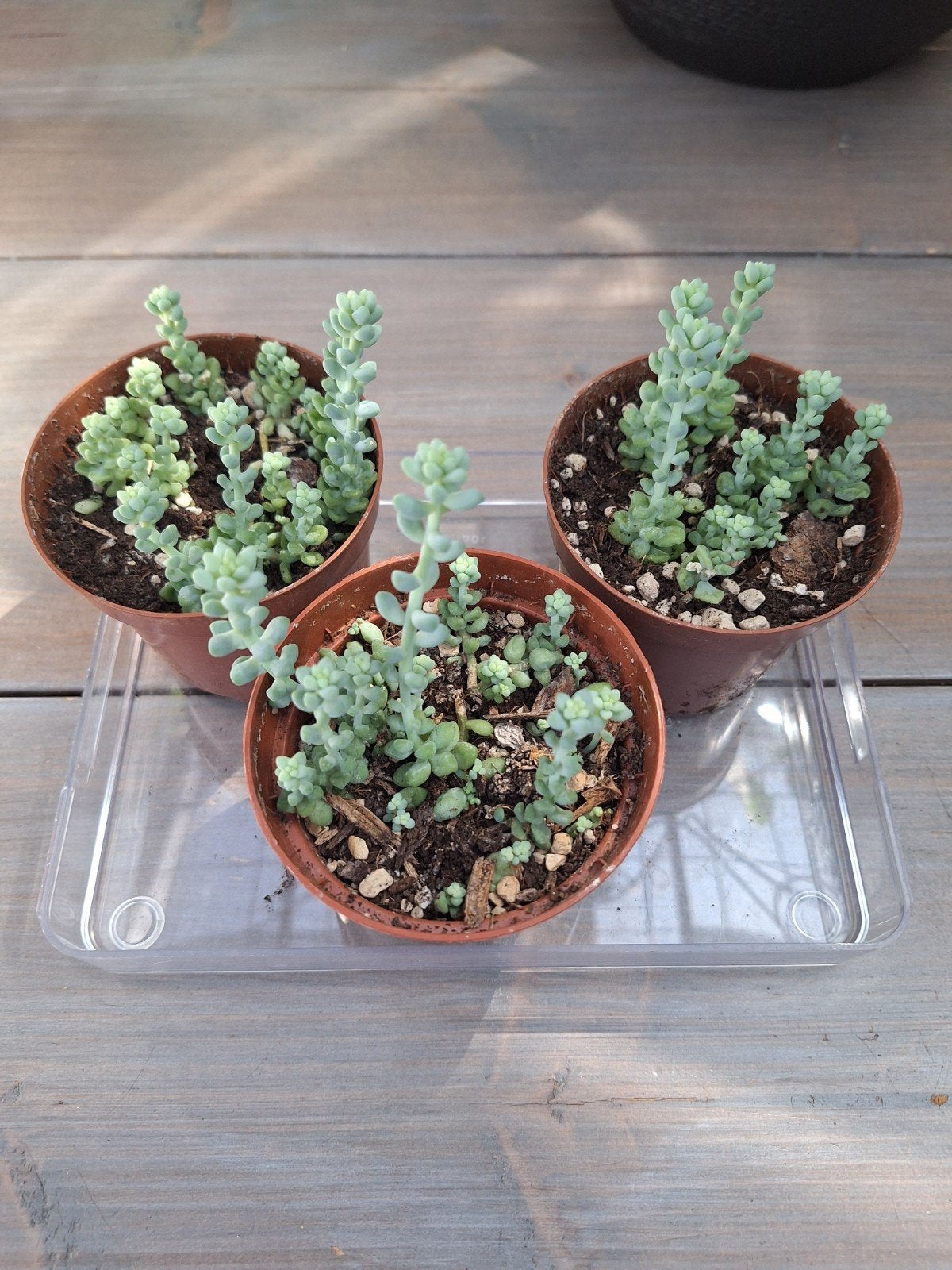 Burrito plantjes, Huis en Inrichting, Ophalen of Verzenden, Halfschaduw, Minder dan 100 cm