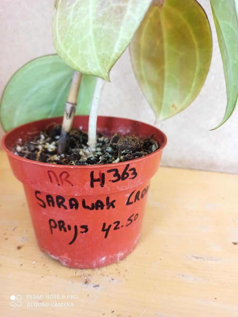 Hoya Sarawak cream potmaat 10 nummer H363, Huis en Inrichting, Kamerplanten, Ophalen of Verzenden, Halfschaduw, Minder dan 100 cm