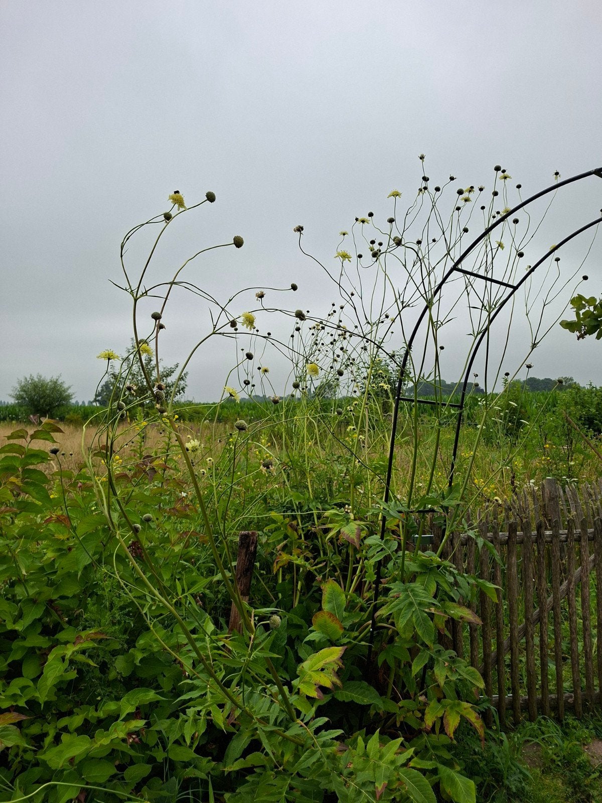 Cephalaria gigantea ofwel Reuze scabiosa ofwel Schoepkruid, Overige soorten, 100 tot 250 cm, Zomer, Ophalen