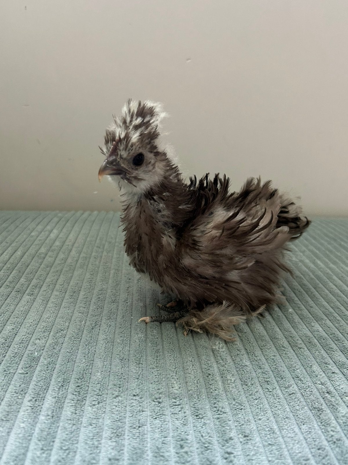 Zijdehoen kriel haantje choco, Dieren en Toebehoren, Mannelijk, Kip