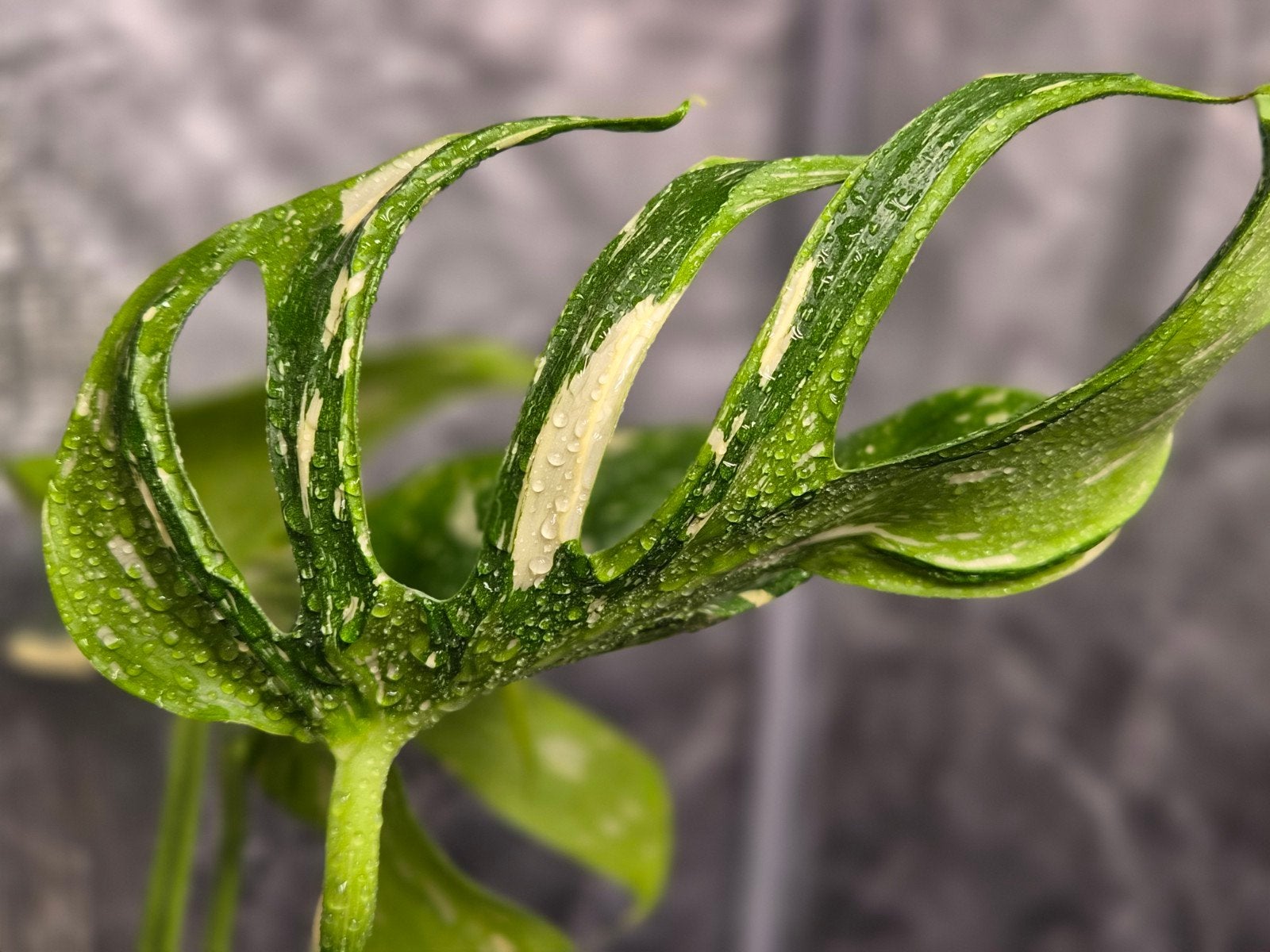 Monstera Deliciosa Medusa, Huis en Inrichting, Overige soorten, In pot, Minder dan 100 cm, Bloeiende kamerplant