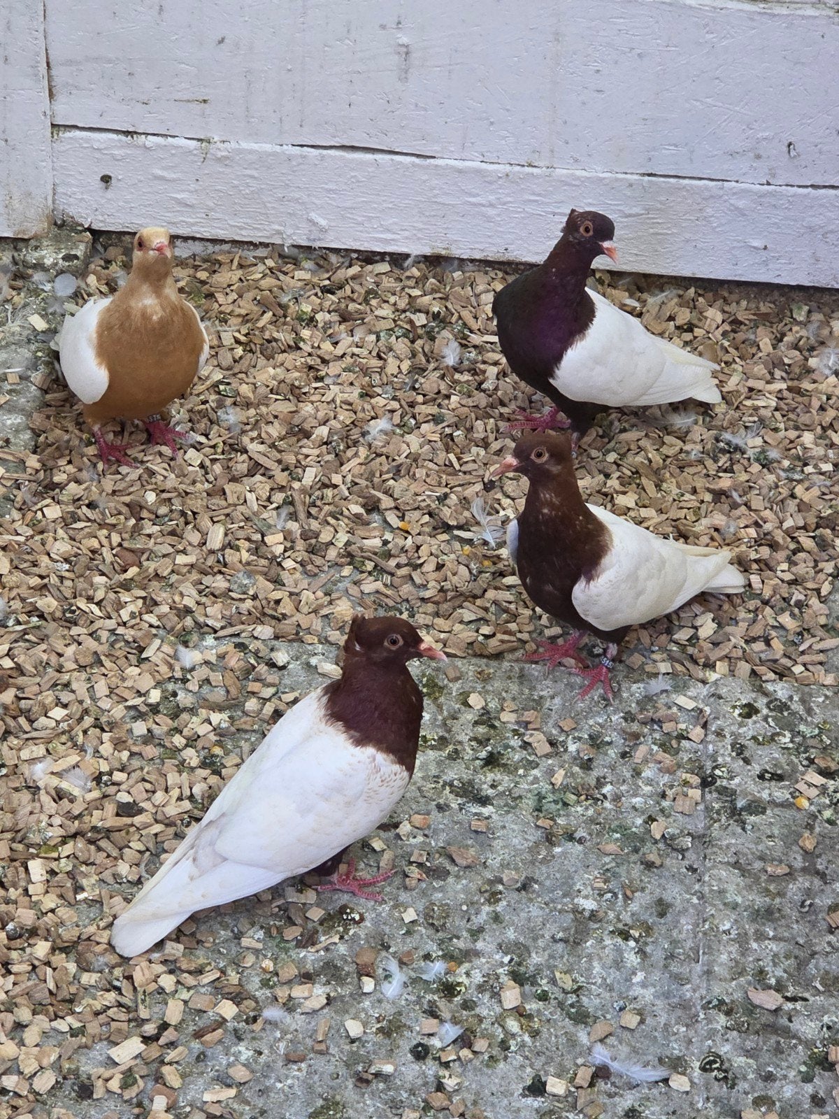 vinkduiven witvleugels, Dieren en Toebehoren, Vogels | Duiven, Meerdere dieren, Overige soorten