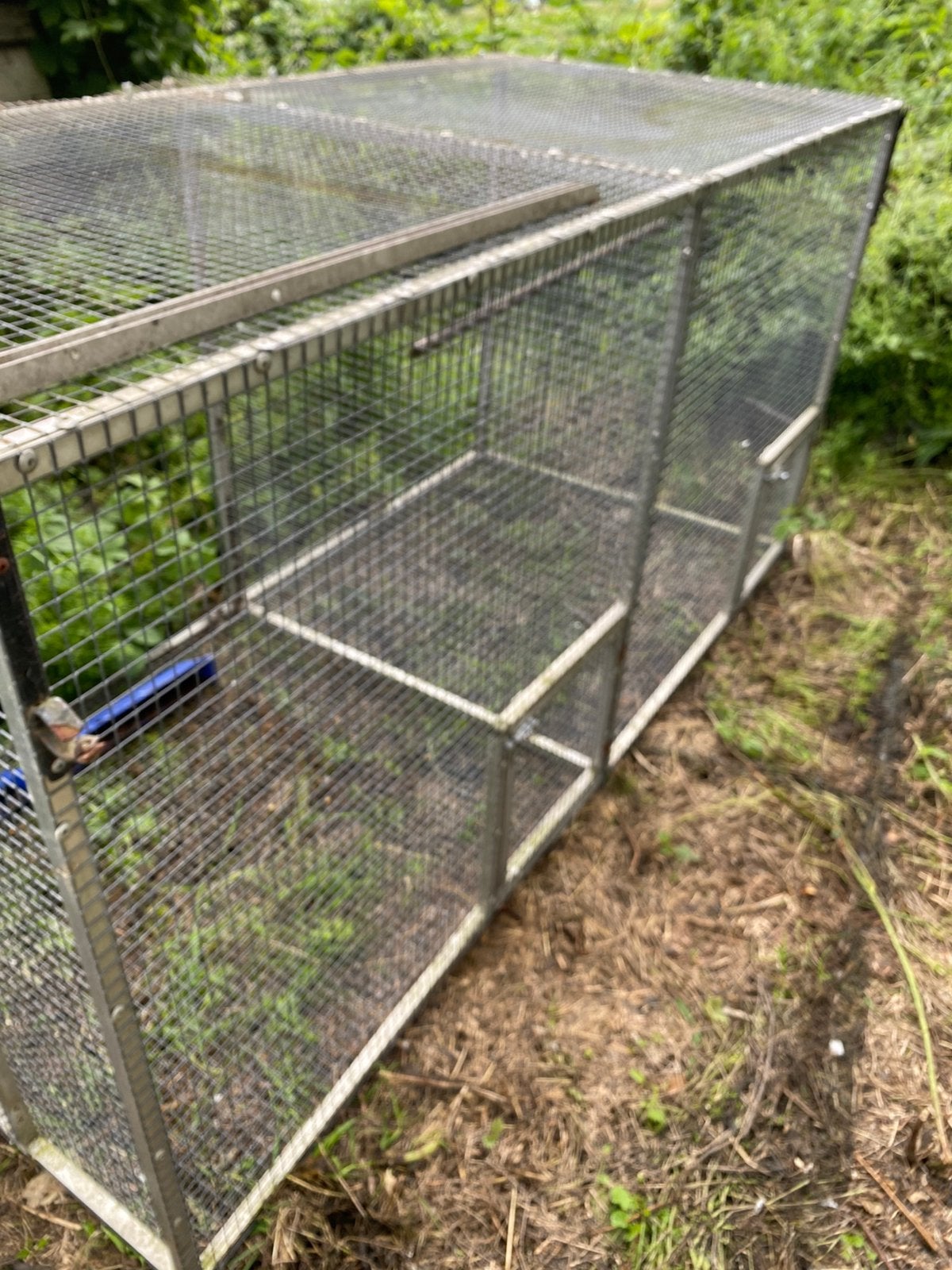 Duivenren, Dieren en Toebehoren, Vogels | Duiven, Meerdere dieren, Postduif