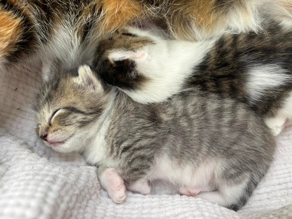 De liefste kittens, Poes