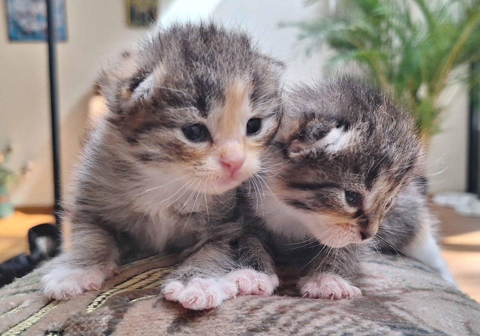 half Siberische kittens, Dieren en Toebehoren, Poes, Ontwormd, 0 tot 2 jaar