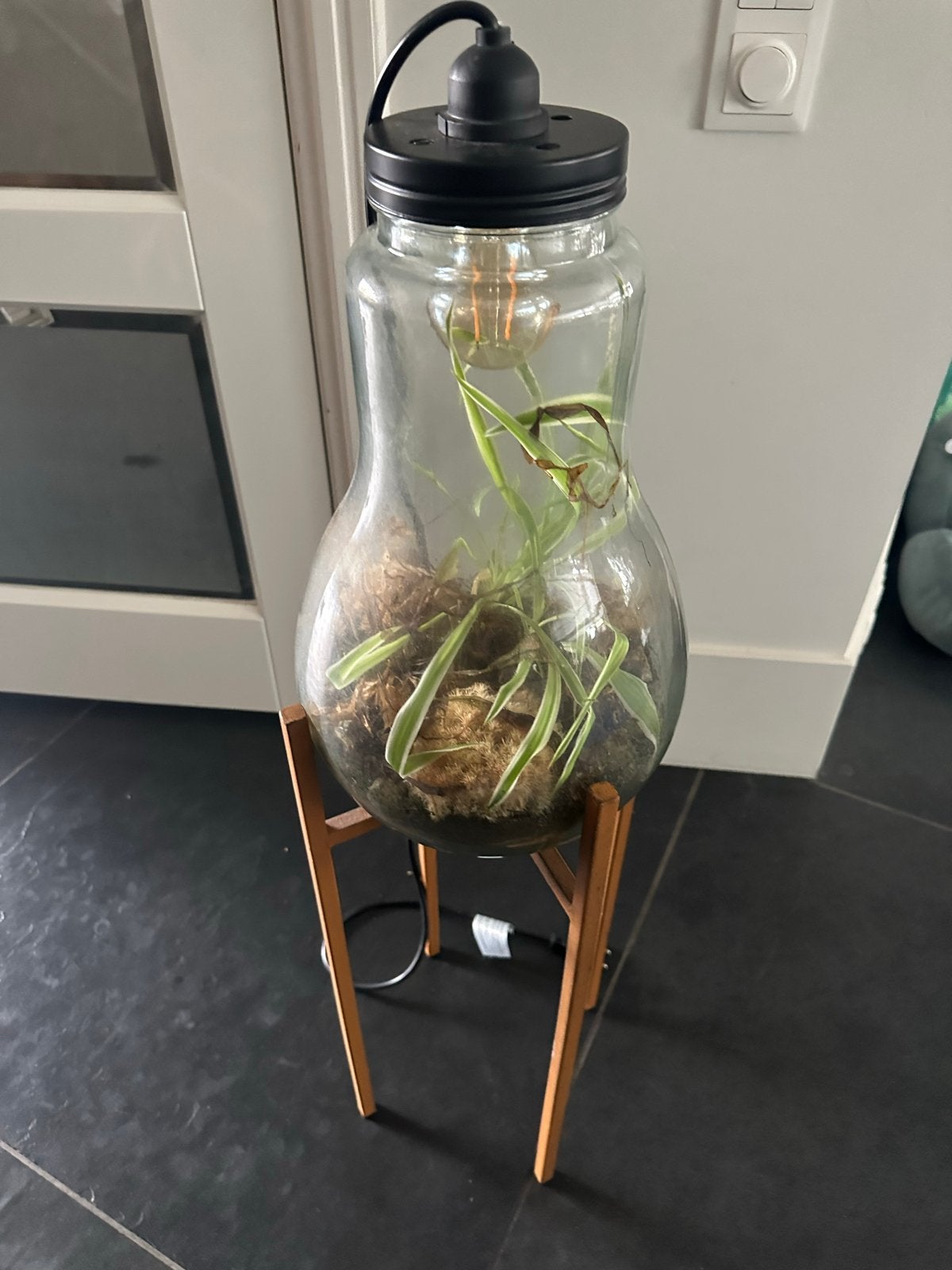 Plant in glazen lamp met houten standaard, Groen, Gebruikt, Ophalen of Verzenden, Modern