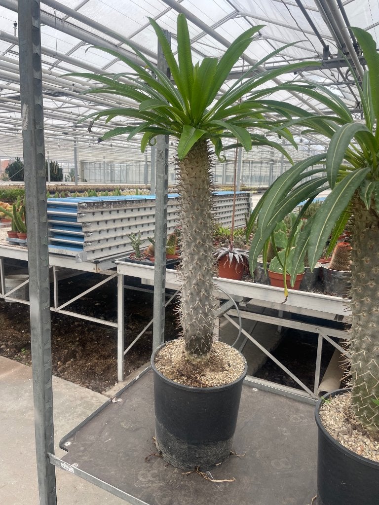 Caudex Pachypodium Lamerei Madagaskar potmaat 25 cm., Overige soorten, Ophalen of Verzenden, In pot, Minder dan 100 cm