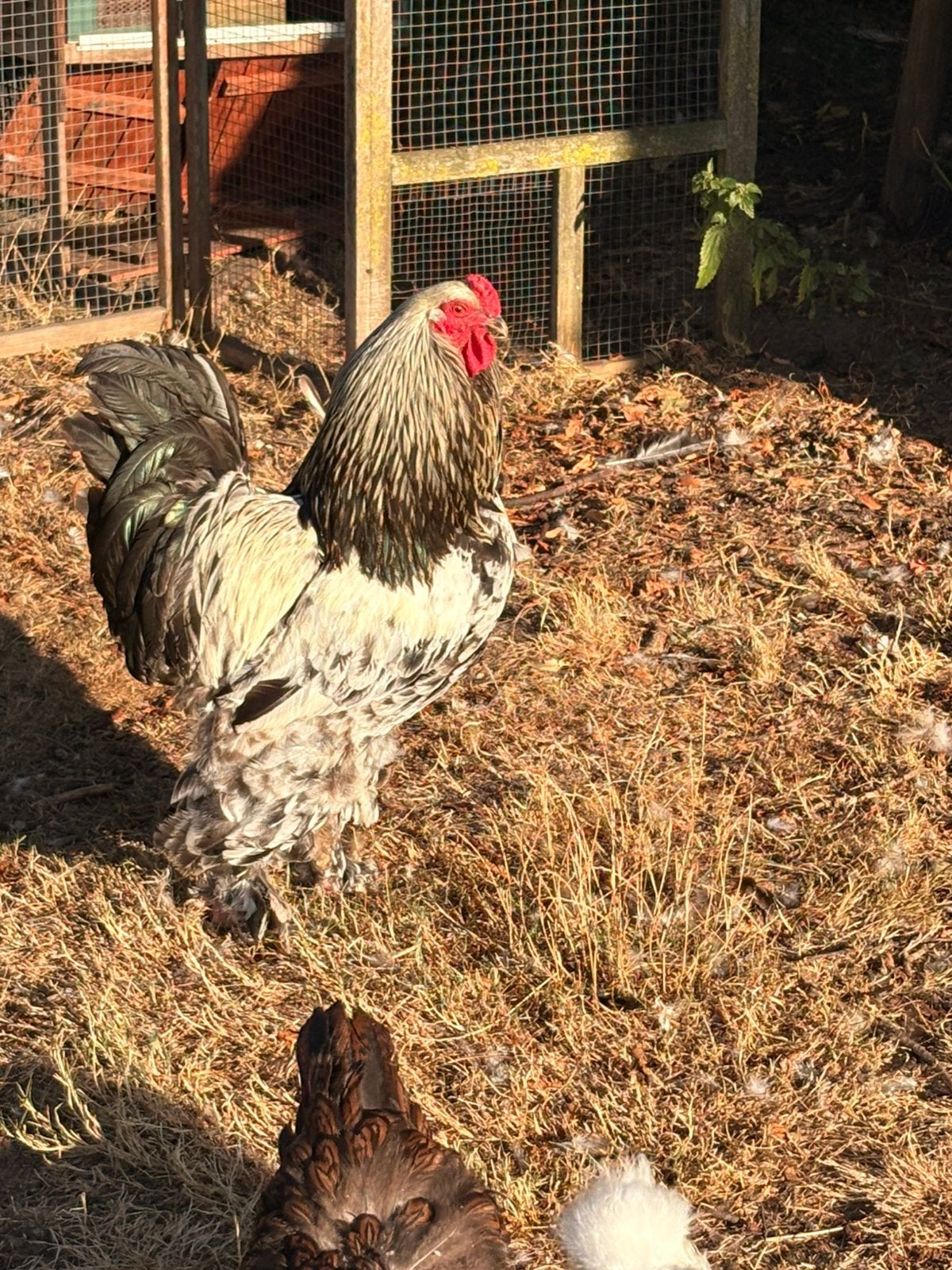 Mooie Brahma haan, Dieren en Toebehoren, Pluimvee, Mannelijk, Kip