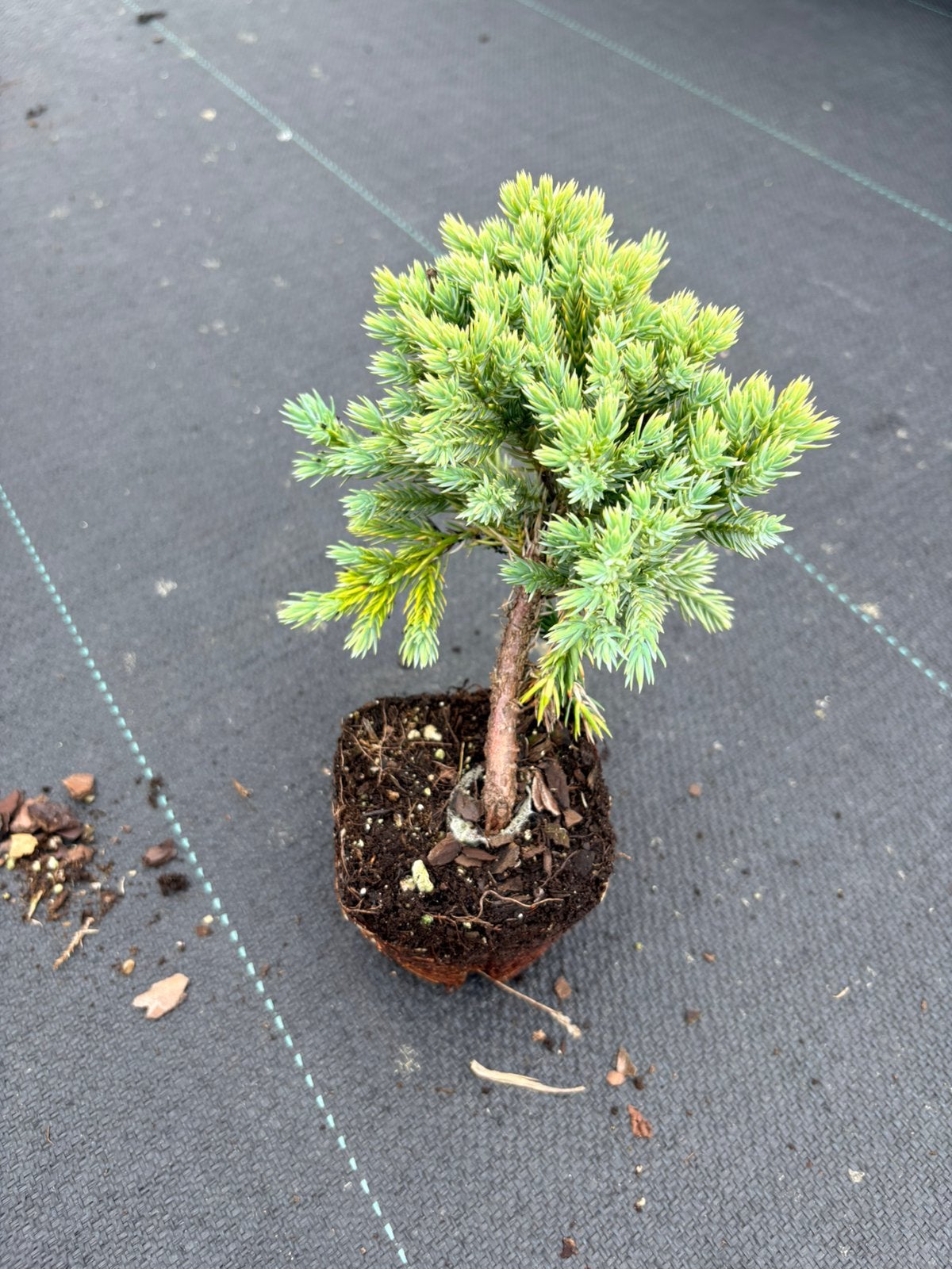 Juniperus squamata 'Blue Star' 28 stuks, Ophalen of Verzenden, Laurier, Minder dan 100 cm