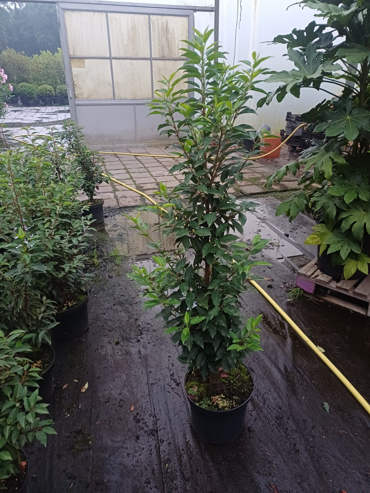 portugese laurier, Tuin en Terras, Planten | Bomen, Ophalen, Bloeit niet, Halfschaduw, Overige soorten