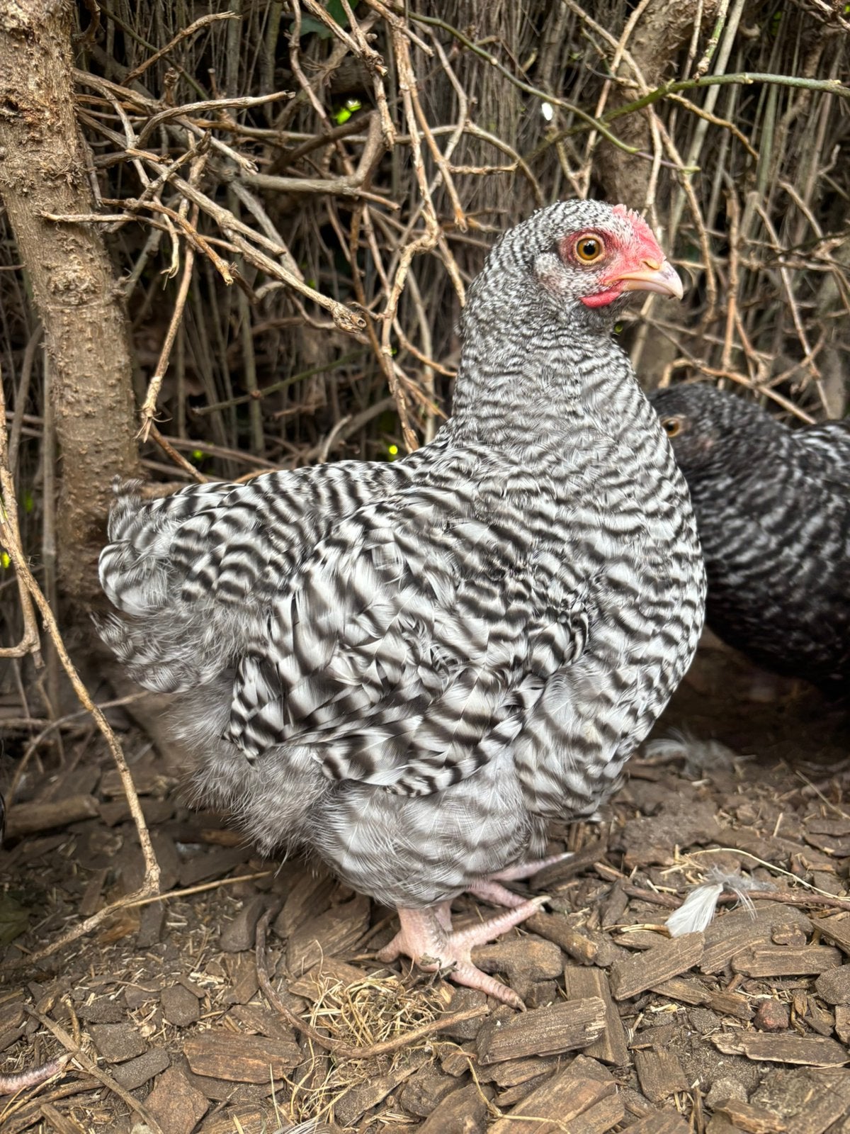 Twee jonge koekoek Orpington kriel haantjes, Dieren en Toebehoren, Pluimvee, Mannelijk, Kip