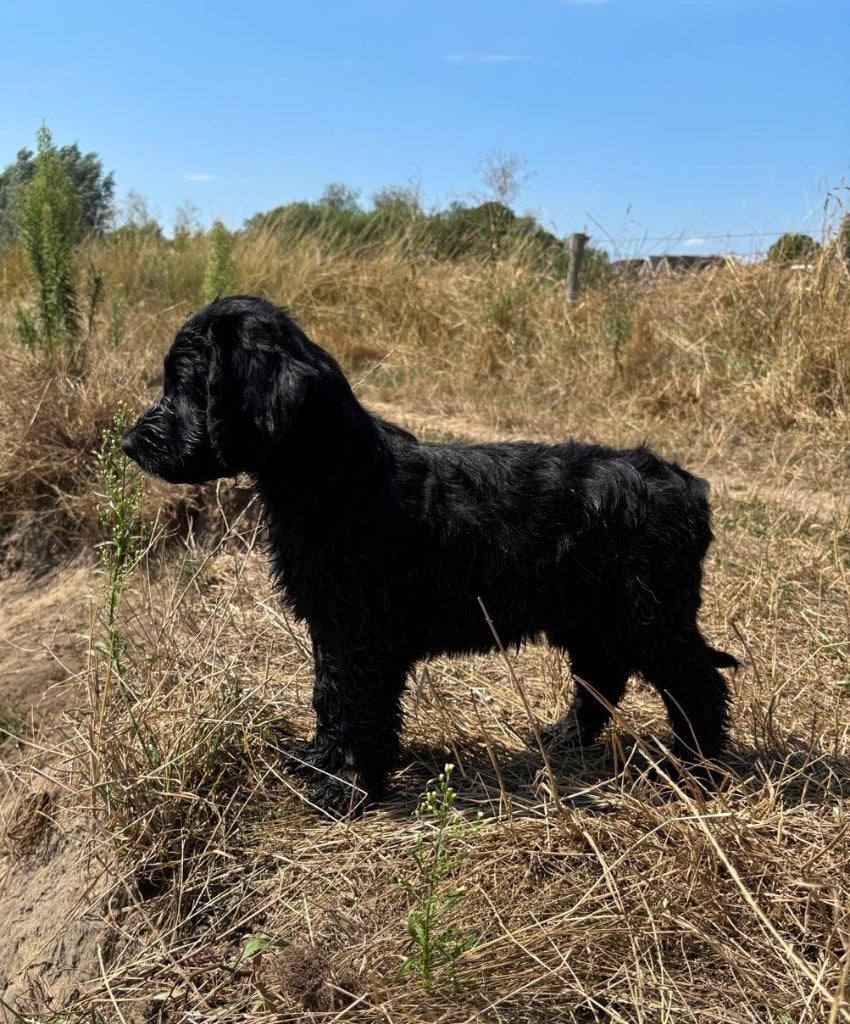 Australian Goldendoodle x Labradoodle / Double Doodle Pups, Parvo, 8 tot 15 weken, Meerdere, Meerdere dieren