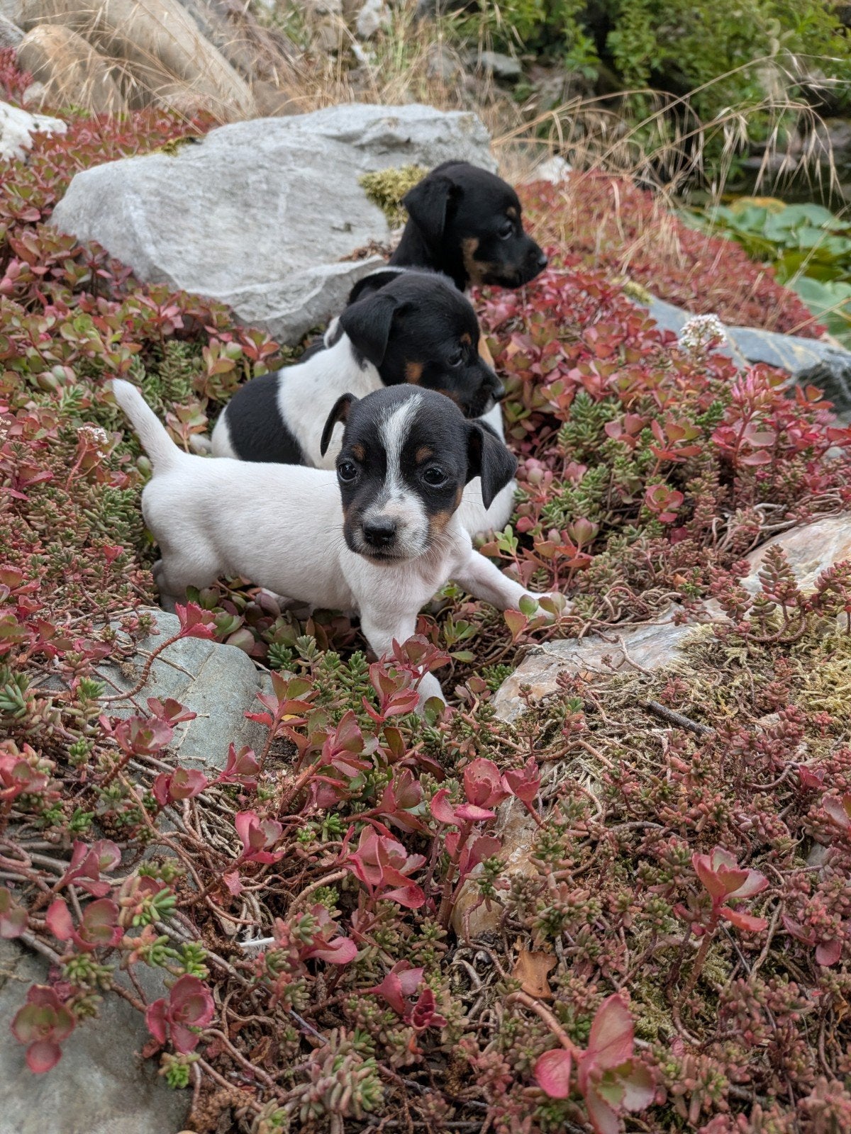 Prachtige Jack Russell pups te koop, Jack Russell Terriër, Meerdere, Meerdere dieren, Nederland