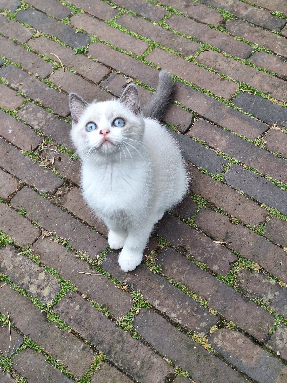 Prachtige britse korthaar kittens, Dieren en Toebehoren, Meerdere dieren, Ontwormd, 0 tot 2 jaar
