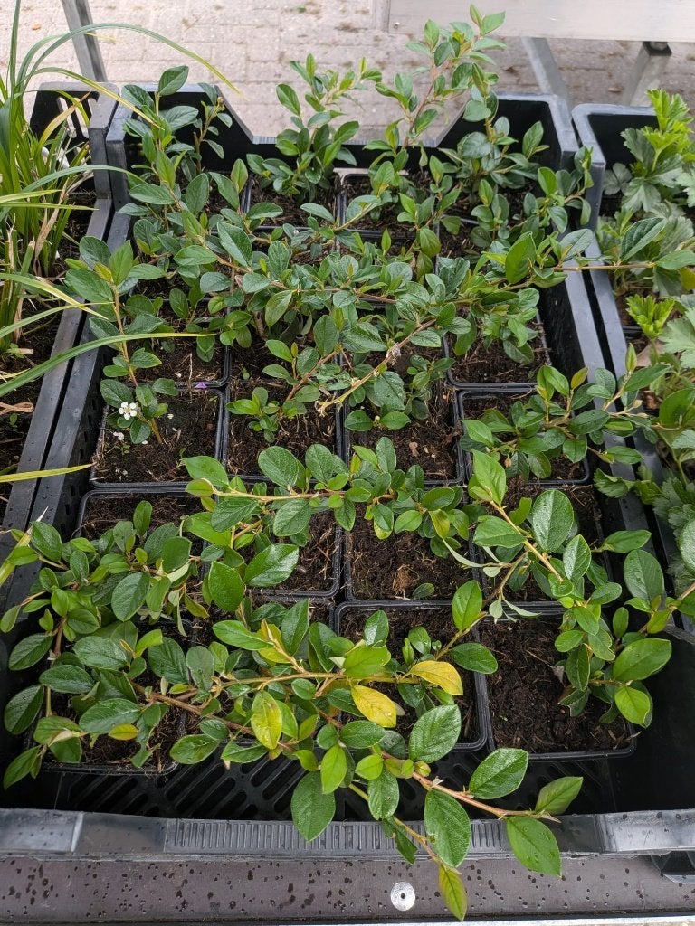 Cotoneaster dammeri – Dwergmispel – P9, Tuin en Terras, Ophalen, Bodembedekkers, Volle zon, Vaste plant