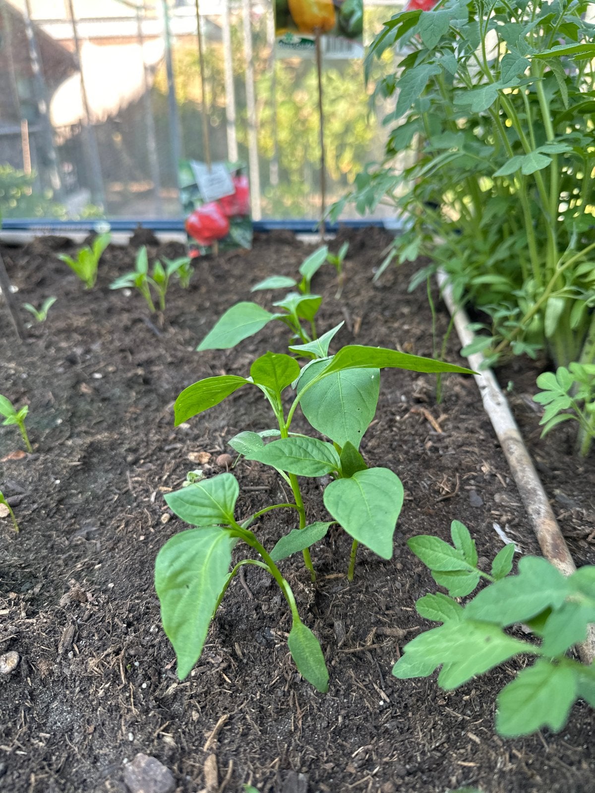 Gele Paprika Plantjes - Kweek je eigen paprika's!, Ophalen, Volle zon, Eenjarig, Zomer