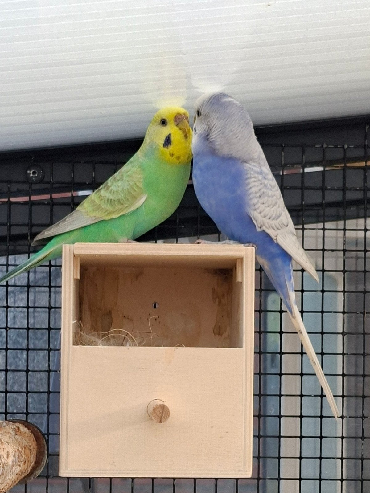 Mooi onverwant koppel grasparkieten., Dieren en Toebehoren, Vogels | Parkieten en Papegaaien, Meerdere dieren, Parkiet