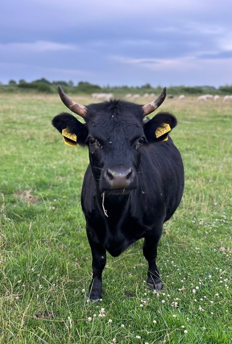 Mini koeien + stier te koop, Meerdere dieren