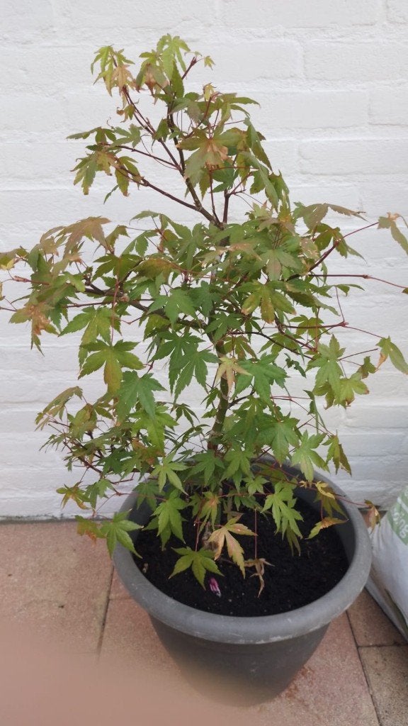 Acer palmatum ., Bloeit niet, Halfschaduw, Overige soorten, Minder dan 100 cm