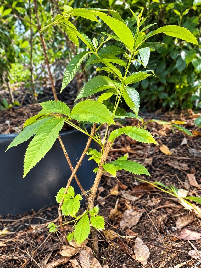 Gratis; kleine Kastanjeboom, Overige soorten, Lente, 100 tot 250 cm, Ophalen