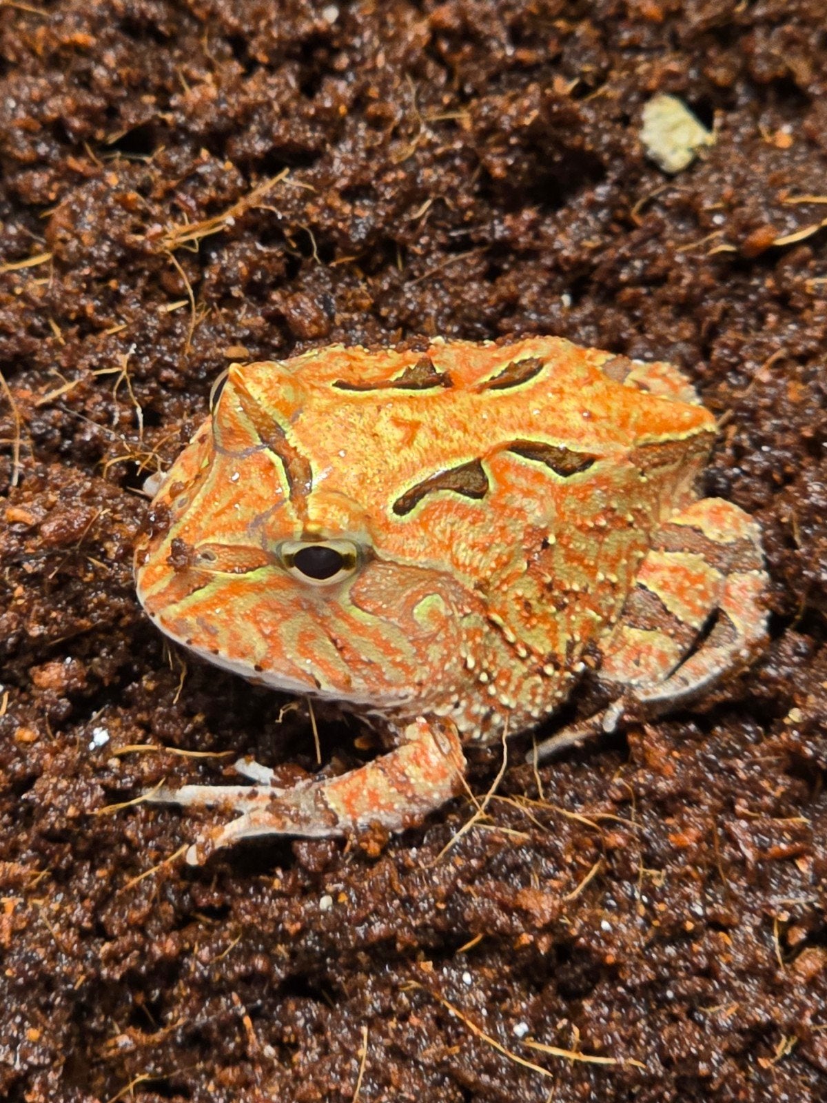 Prachtige hoornkikkers (Ceratophrys cranwelli) vele kleuren Frog photo 8