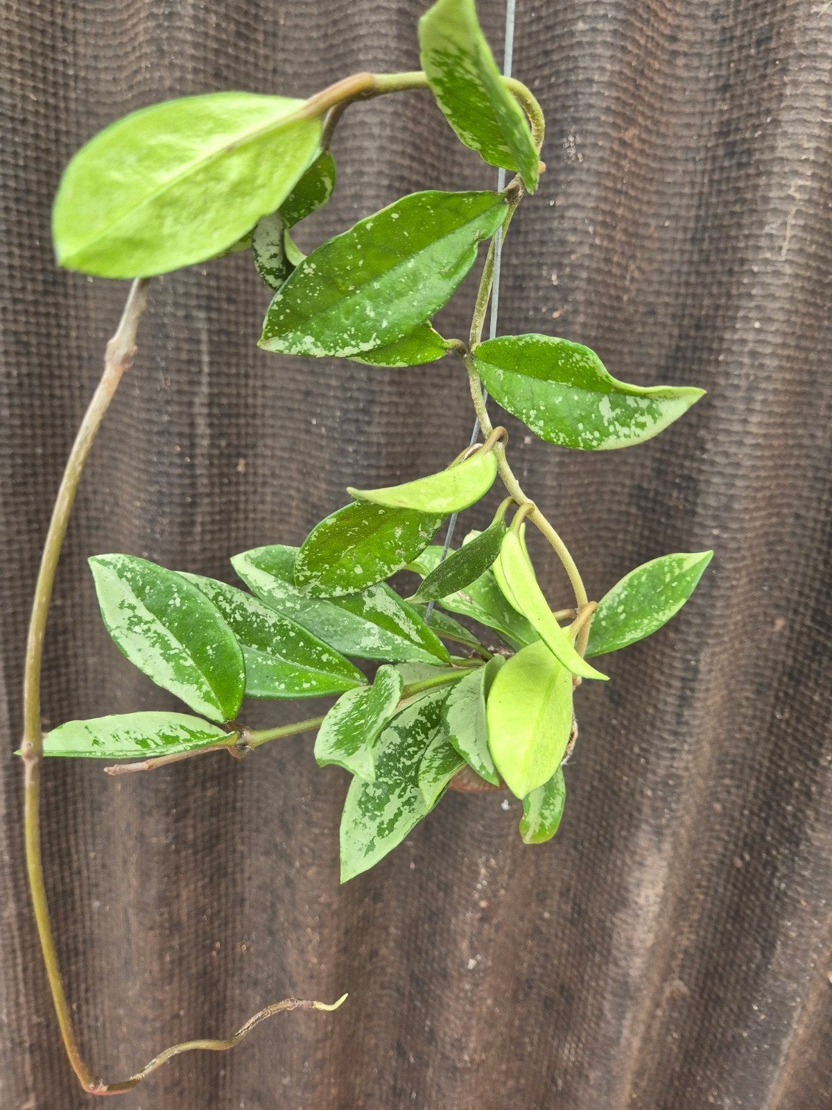 Hoya in Slakkenhuis (12), Ophalen of Verzenden, Halfschaduw, Minder dan 100 cm