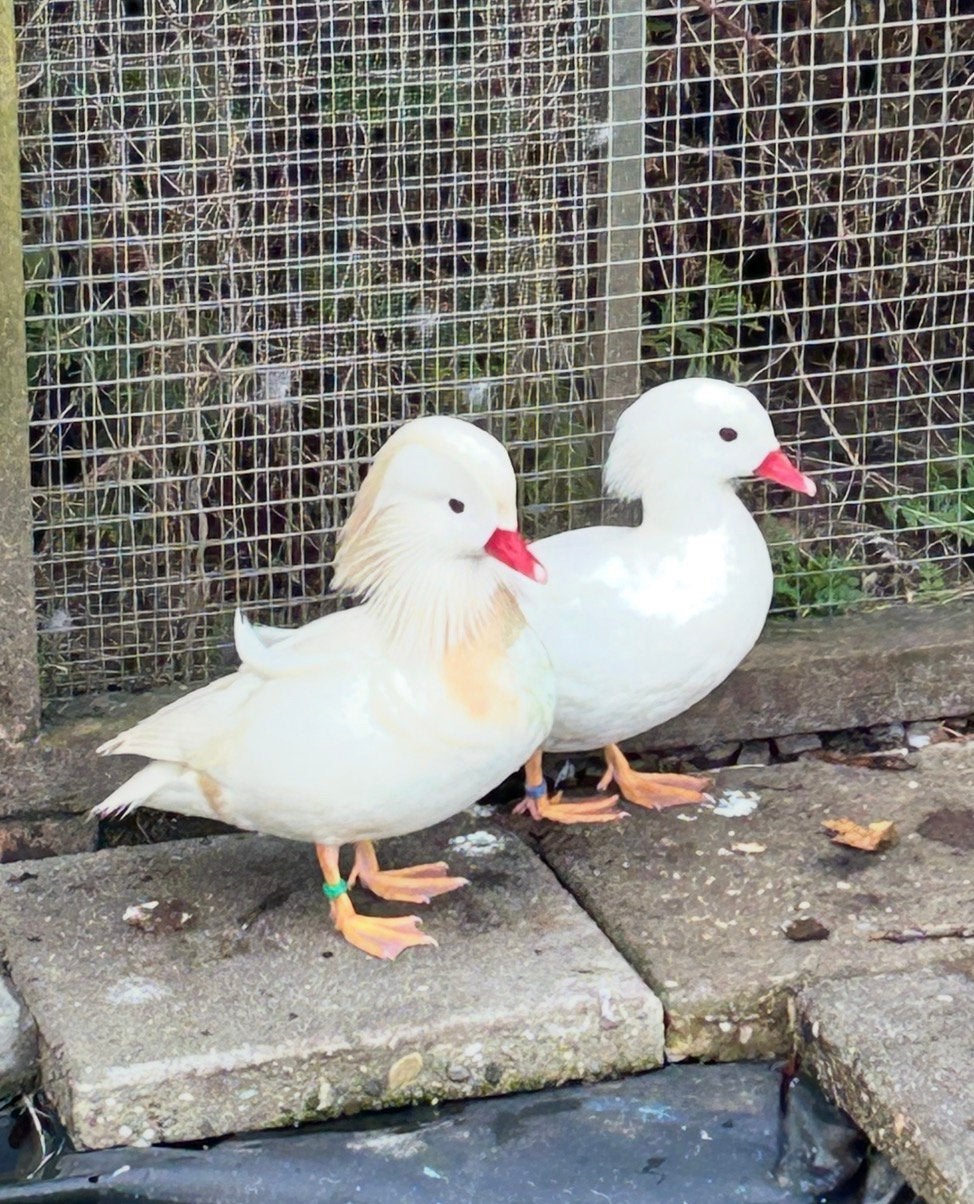 Koppel witte mandarijneenden, Dieren en Toebehoren, Meerdere dieren, Eend