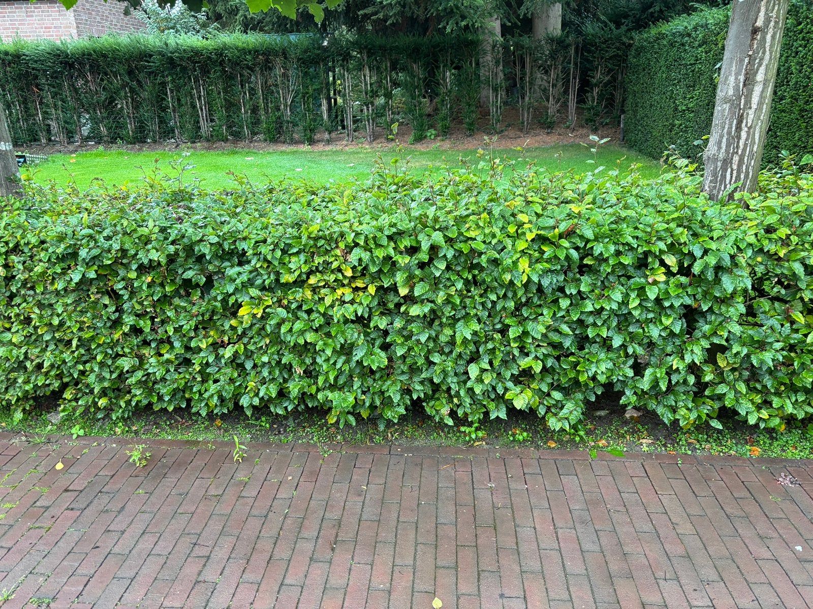 Beukenhaag 16 meter 80 cm hoog, Ophalen, Beukenhaag, 100 tot 250 cm