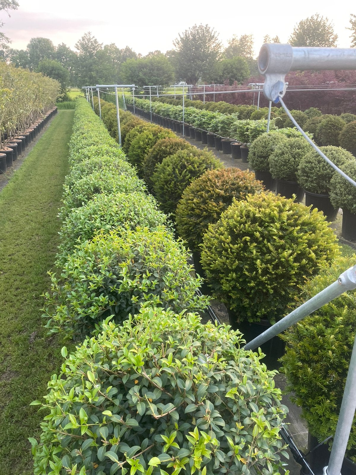Taxus bollen leverbaar tot 200 cm doorsnede., Ophalen, Taxus, Struik
