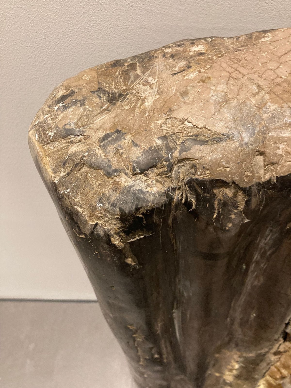 Versteend hout - Decoratieve stukken, Ophalen, Fossiel