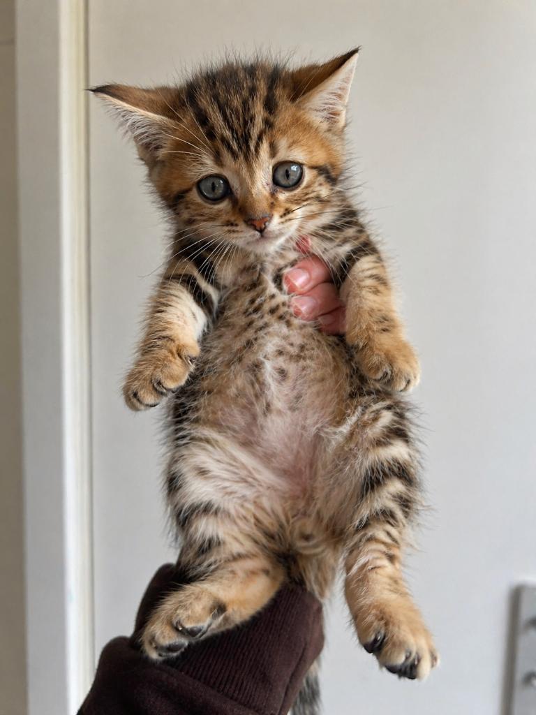 Bengaal kittens 🟢🇳🇱, Dieren en Toebehoren, Katten en Kittens | Raskatten | Korthaar, Meerdere dieren, Gechipt, 0 tot 2 jaar