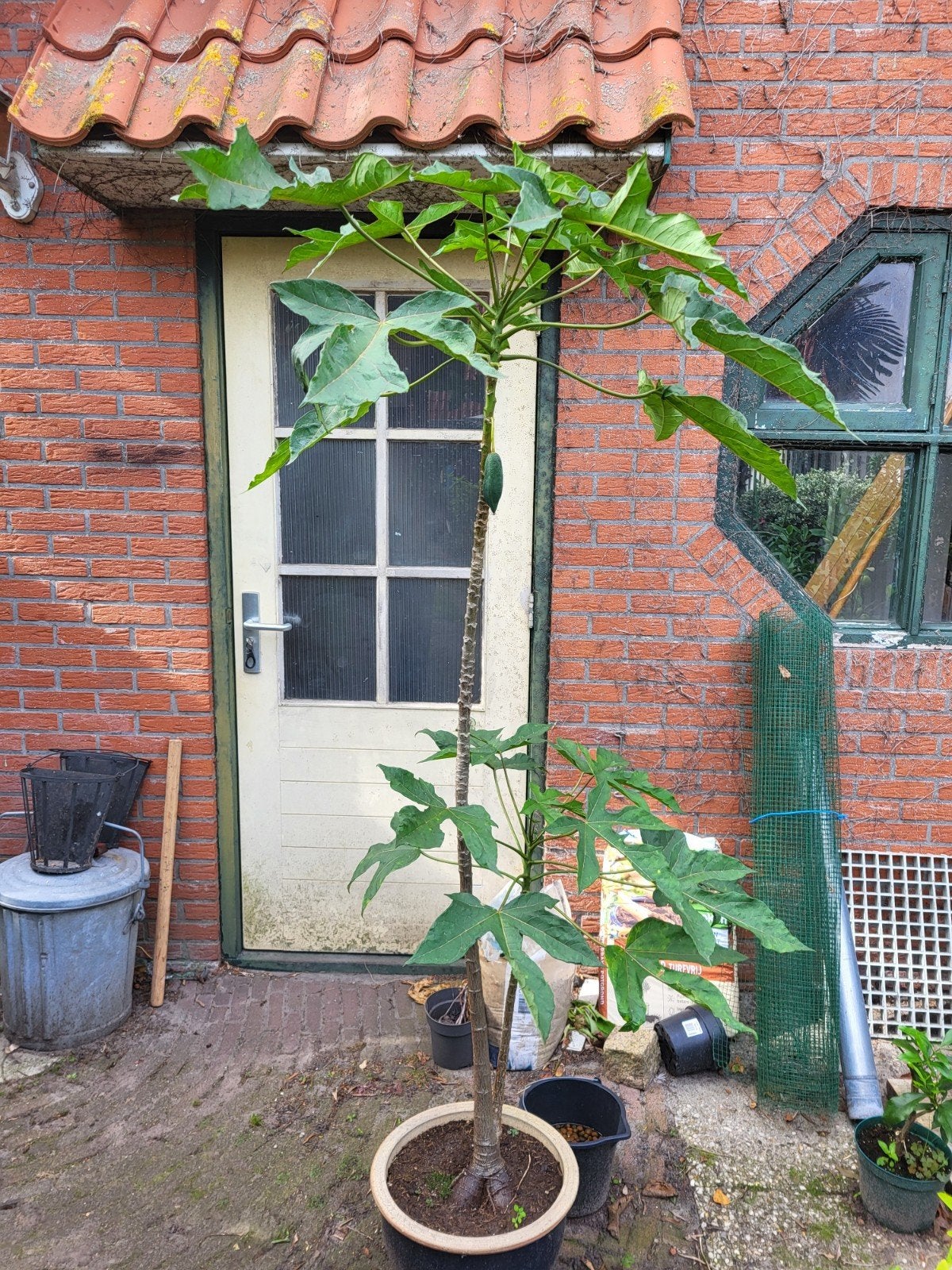 papaya, Ophalen, Minder dan 100 cm, Overige soorten