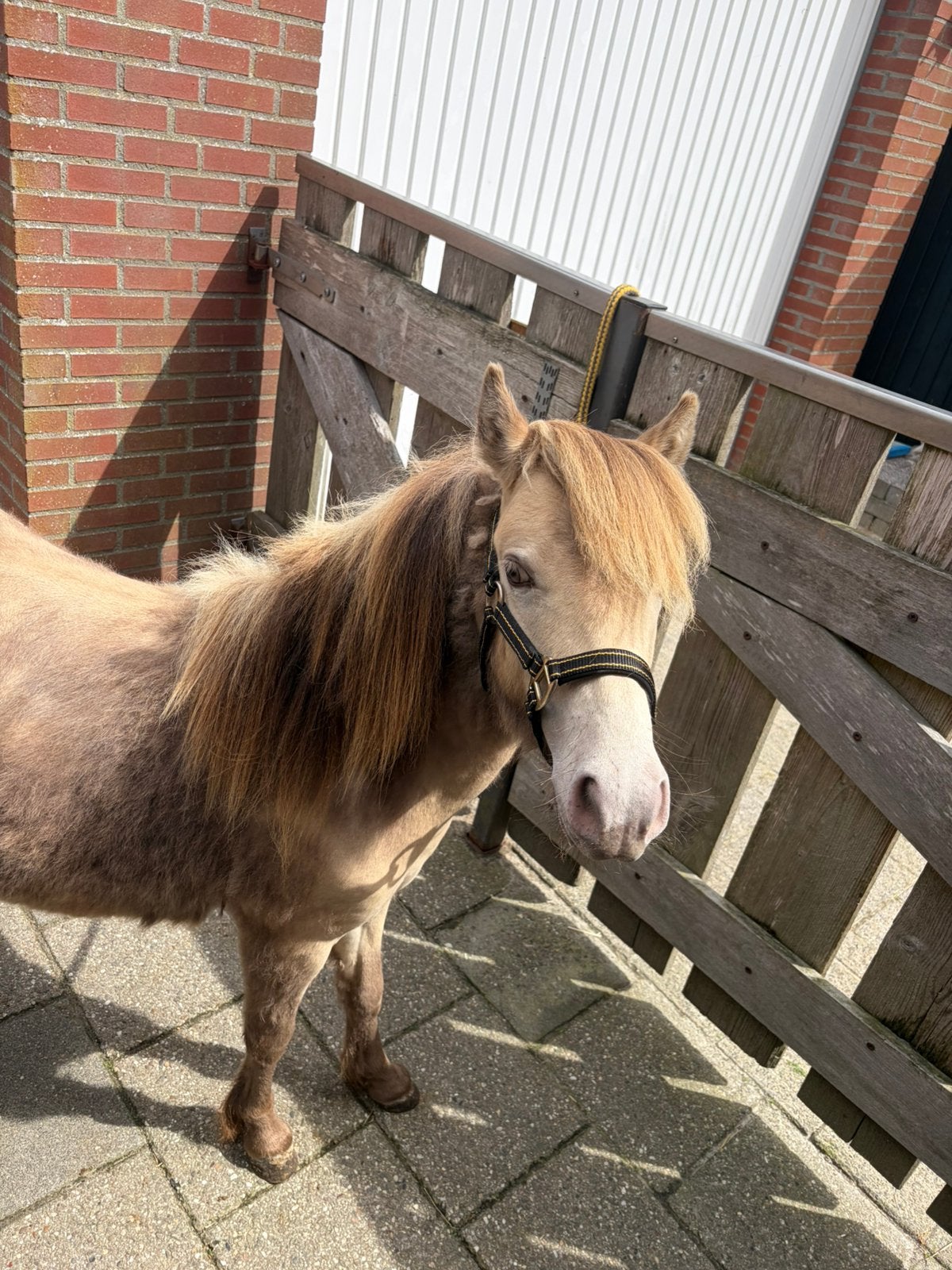 Shetlander hengst, Dieren en Toebehoren, Pony's, Hengst, Onbeleerd, A pony (tot 1.17m), 0 tot 2 jaar