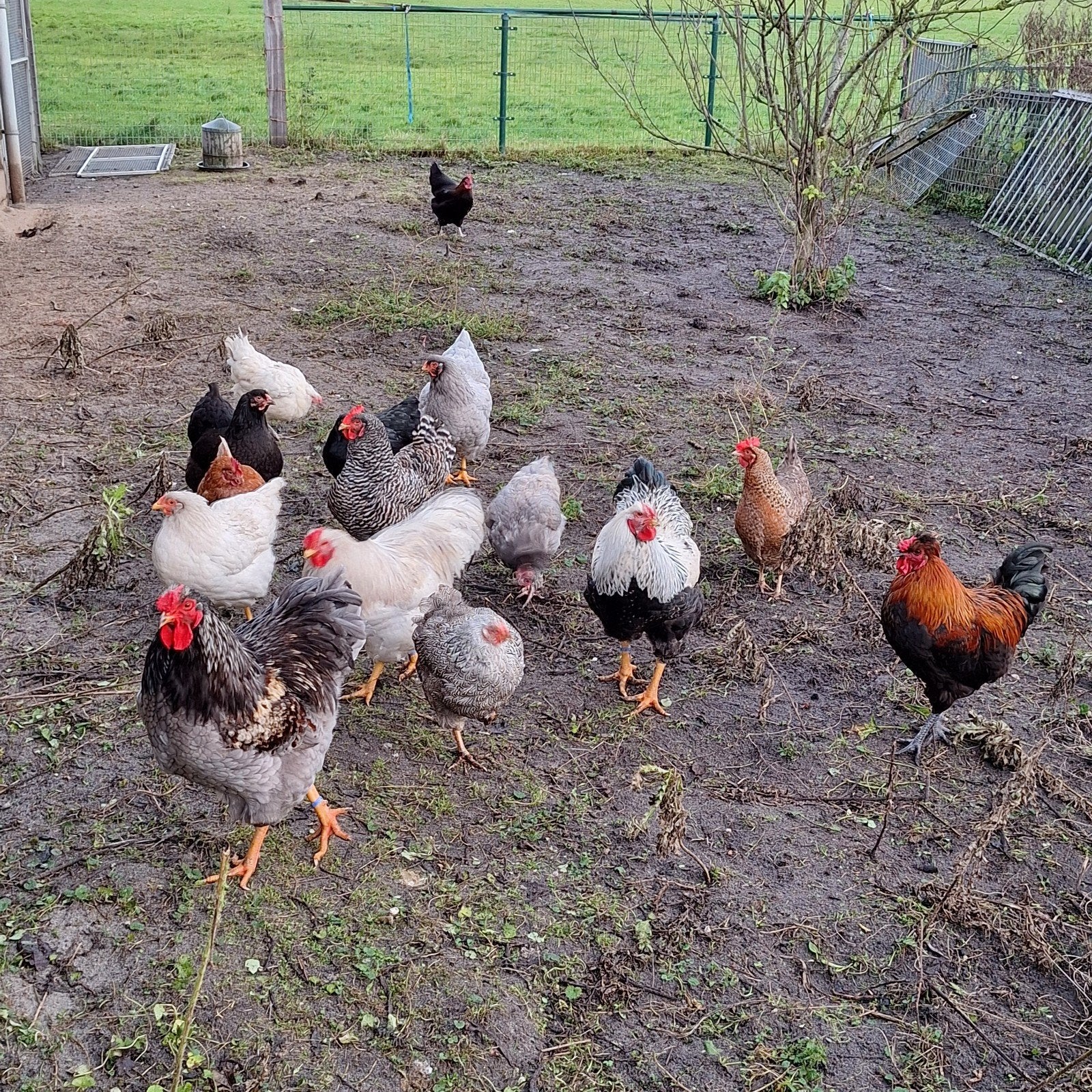 Meerdere rassen kippen, Dieren en Toebehoren, Pluimvee, Kip, Meerdere dieren