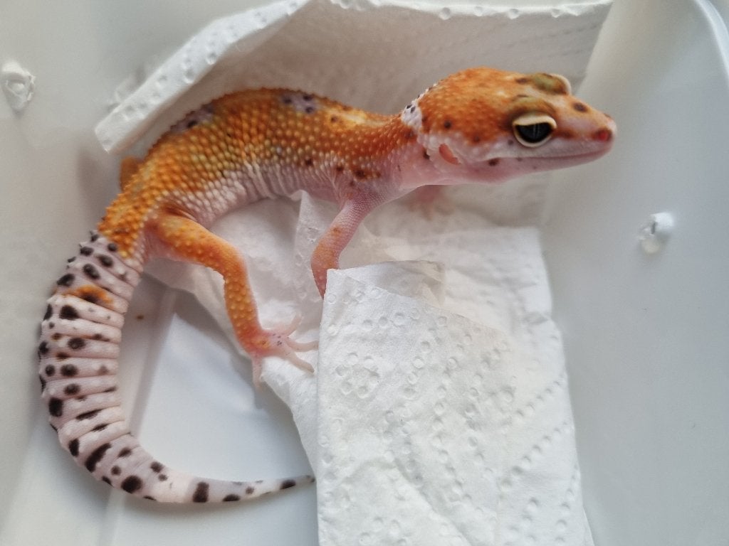 0.1 purple head x w&y bell albino luipaardgekko Leopard Gecko photo 3