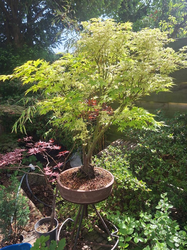 Bijzondere Japanse esdoorn bonsai, Tuin en Terras, Planten | Bomen, Ophalen, Bloeit niet, Halfschaduw, Overige soorten